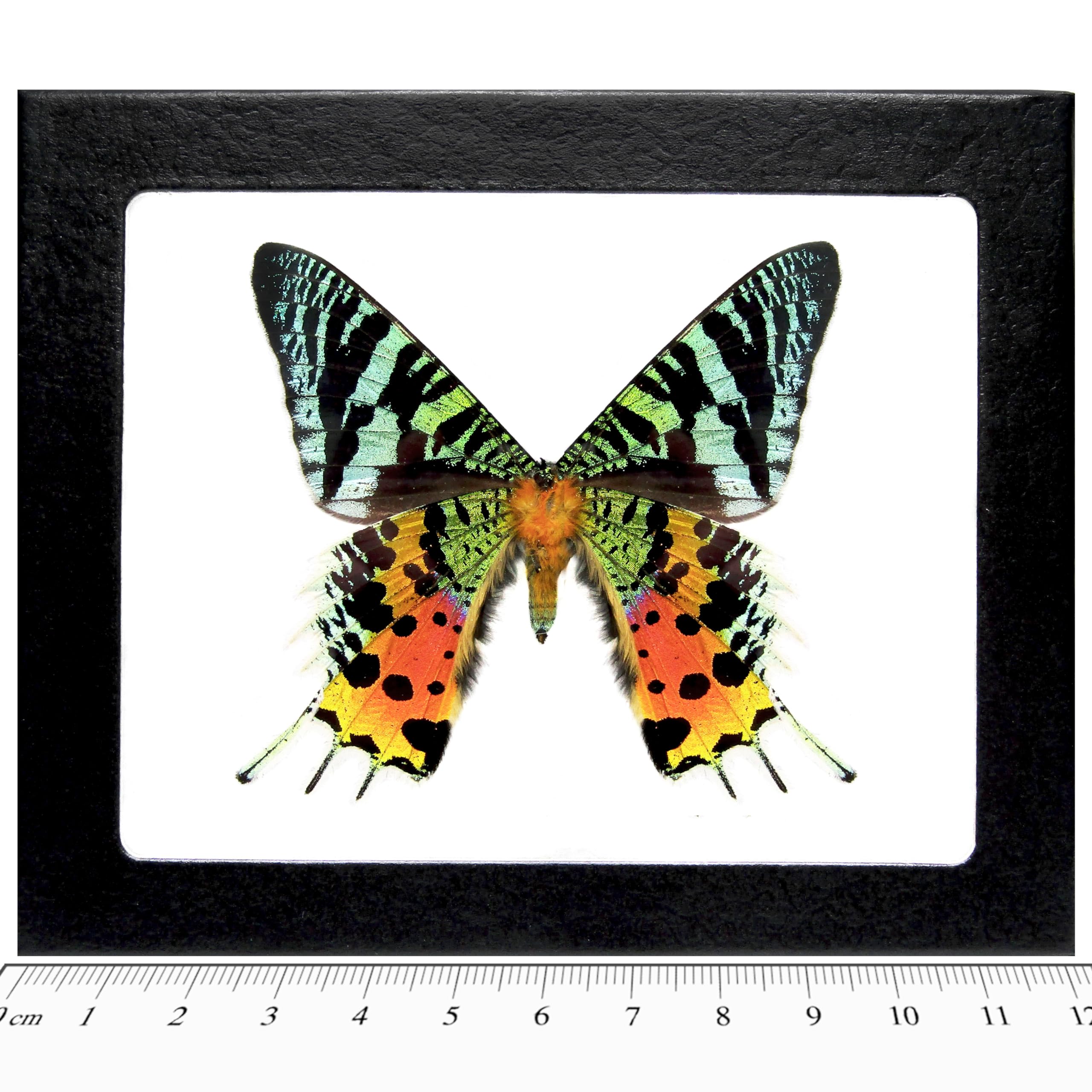Amazon.com: BicBugs Urania ripheus Sunset Moth Verso Real Framed